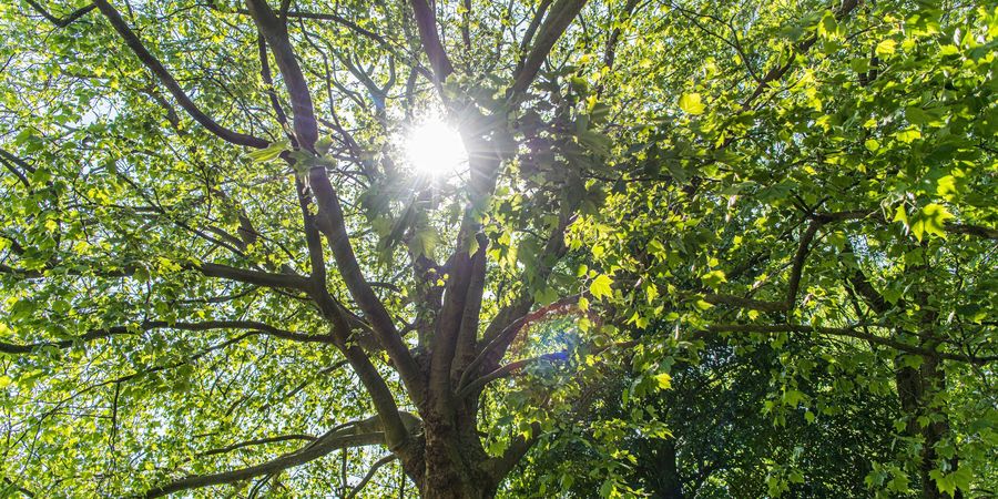 Kruin van een boom met zonlicht erdoor Kruin van een boom met zonlicht erdoor